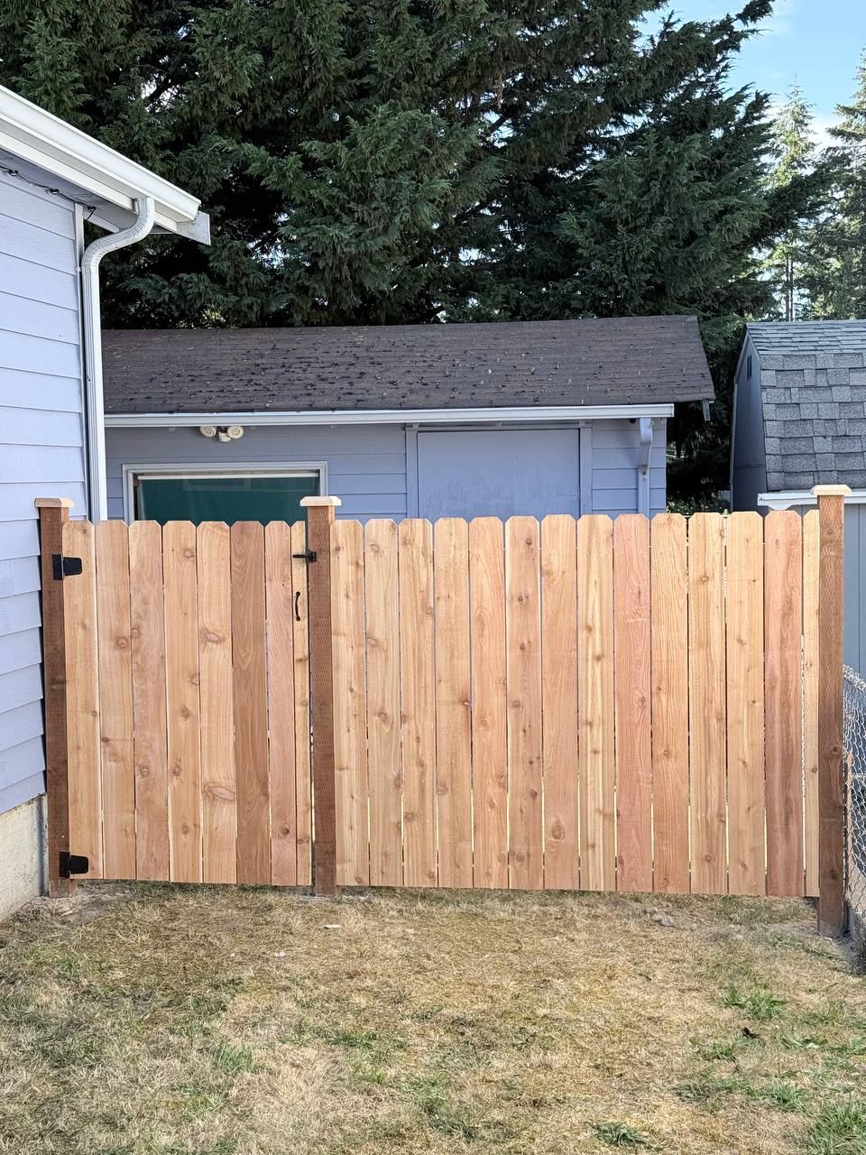 Cedar picket gate and fence run beside a backyard shed